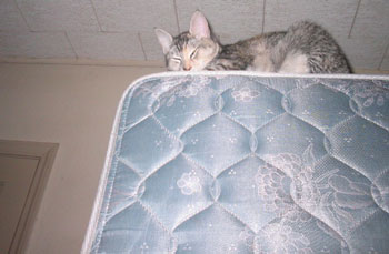 Cat on mattress - looking down