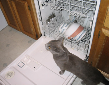 Cat in dishwasher